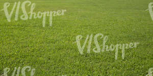 garden lawn texture