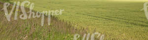 crop field with tall grass in the foreground