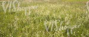 tall grass meadow