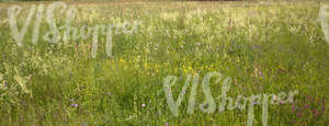 meadow of grasses and flowers