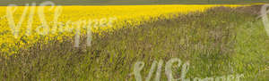 tall grass and rapeseed field