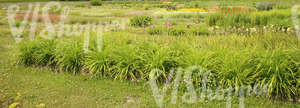 landscape with different flowers and plants