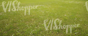 short grass ground