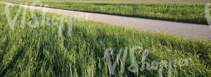 country road and tall grass in the foreground