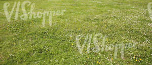short grass ground