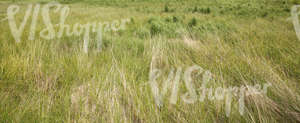 tall grass ground