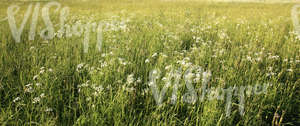 tall grass and yarrow field