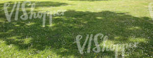 short grass ground with tree shadows