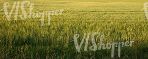 corn field in evening light