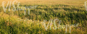 meadow in evening light