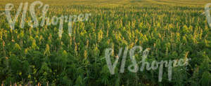 industrial hemp field in evening sun