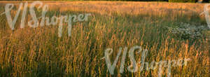 hay field in evening sun