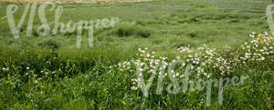 rapeseed field with blooming flowers