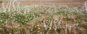 barley field with blooming daisies