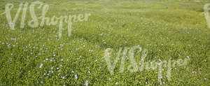 rapeseed field with blue flowers