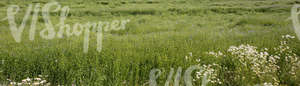 rapeseed field with flowers