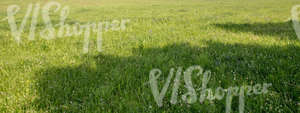 grass field with shadows and white clover