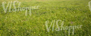 grass field with blooming clover and other flowers