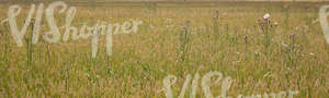 wheat field with flowers