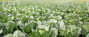 cabbage field