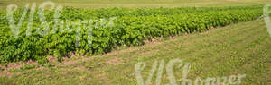 agricultural land with blooming potatoes