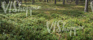 forest ground in summer