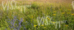 meadow with many different plants and flowers