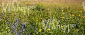 meadow with many different plants and flowers