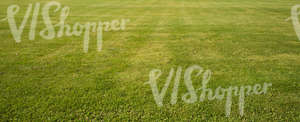 green lawn texture