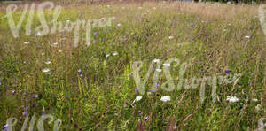 colorful meadow