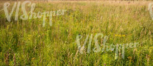 meadow with different plants and flowers