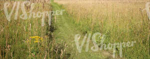 meadow with a mowed path