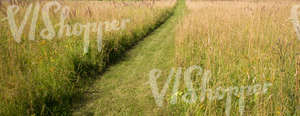 hayfield with a mowed path