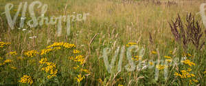 hayfield with blooming flowers