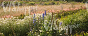 area of flowers and flowerbeds