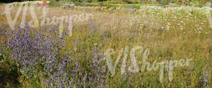 field of flowers