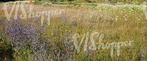 field of flowers