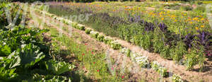 long blooming flowerbeds