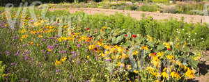 colorful flowerbeds