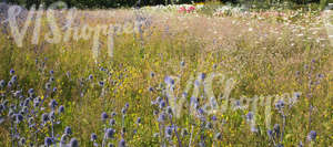 meadow and flowerbeds in full bloom