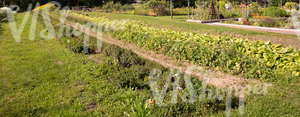 garden beds in plant nursery