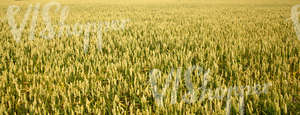 wheat field in summer