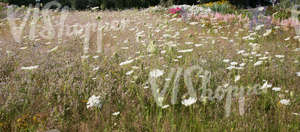 meadow in full bloom