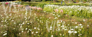 meadow and flowerbeds in plant nursery