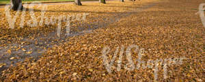 autumn ground with a pathway and leaves