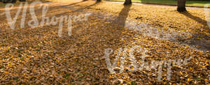 autumn ground with tree shadows and leaves