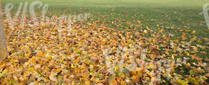 lawn covered with fallen leaves