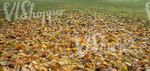 lawn covered with many fallen leaves