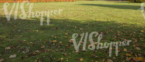 lawn with a shadow and some leaves