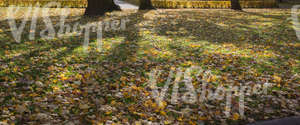 lawn with shadows and fallen leaves